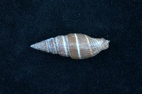 藏品(黑筆螺)的圖片